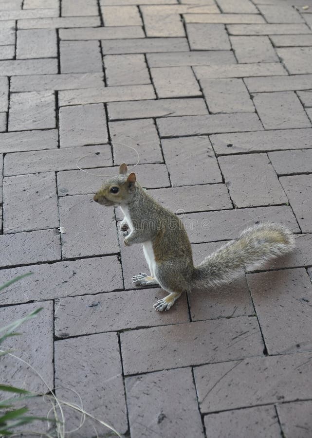 Squirrel in the Park from Savannah in USA Stock Photo Image