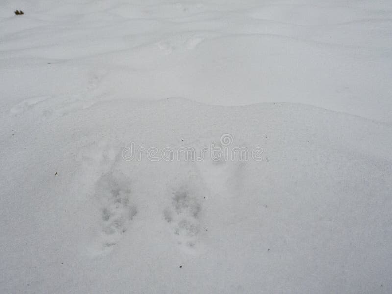 Squirrel path on white snow dune stock photography