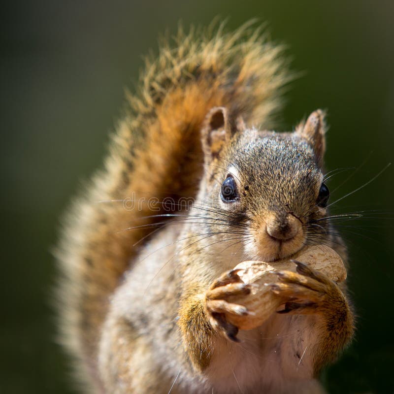 Squirrel and peanut