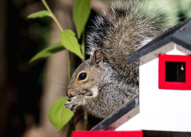 Squirrel with peanuts stock image. Image of furry, mammal 64337175
