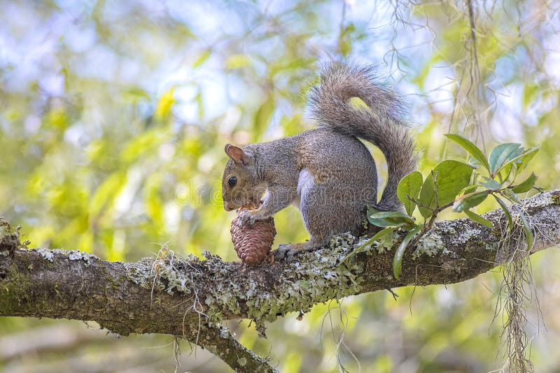 Squirrel Peeling And Eating A Pine Cone