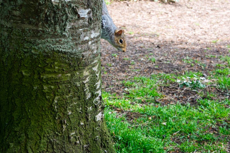 Underlay Doormat Stripes – Squirrel Tree NZ