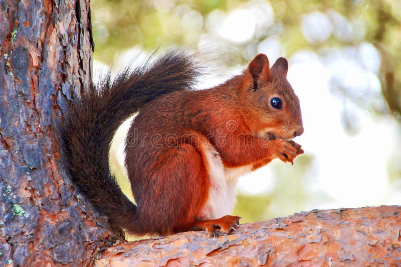 A squirrel perched on the branch of a tree, nibbling on a handful of seeds