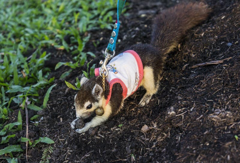 Squirrel Pet stock image. Image of squirrel, picnic, rodent 38380659