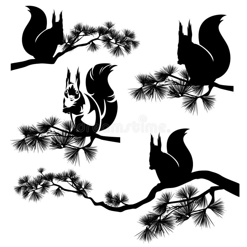 Squirrel on pine tree branch black vector silhouette set