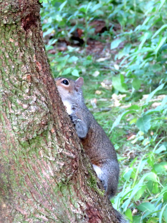hide and seek squirrels