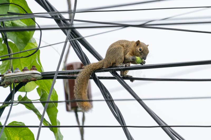 Squirrel With Fruit Avocado. Variegated Squirrel, Sciurus Variegatoides