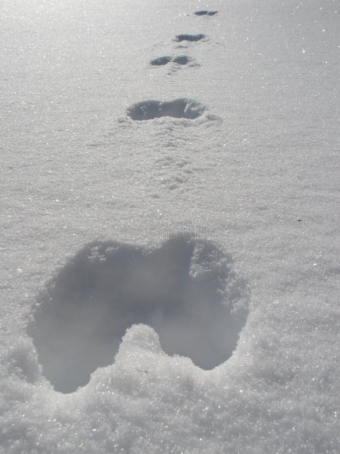 111 Squirrel Tracks Snow Stock Photos - Free & Royalty-Free Stock