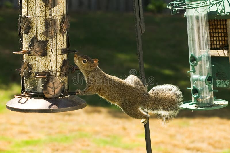 Squirrel Scavenging For Food