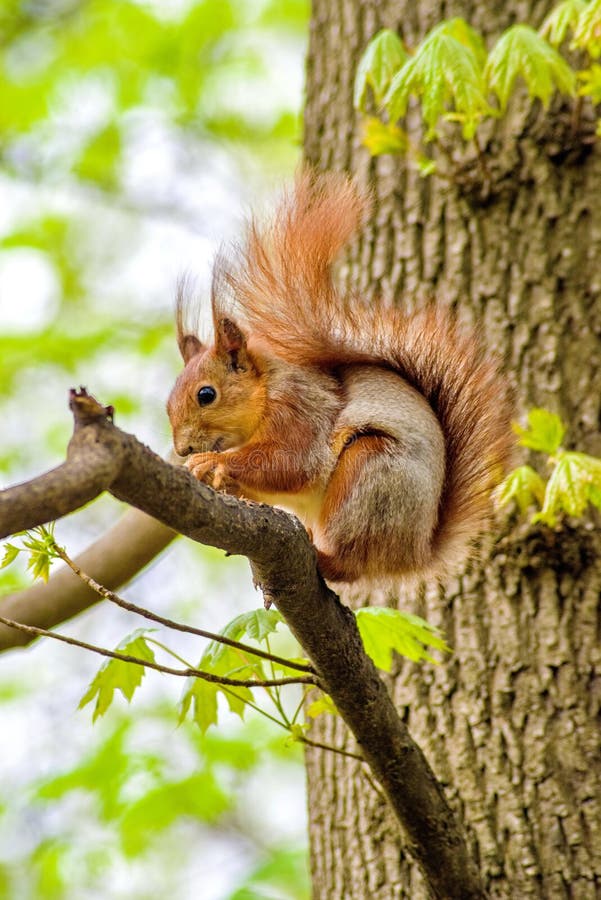 A Squirrel (scientific Name Sciurus) Sits on a Tree Branch. Observation