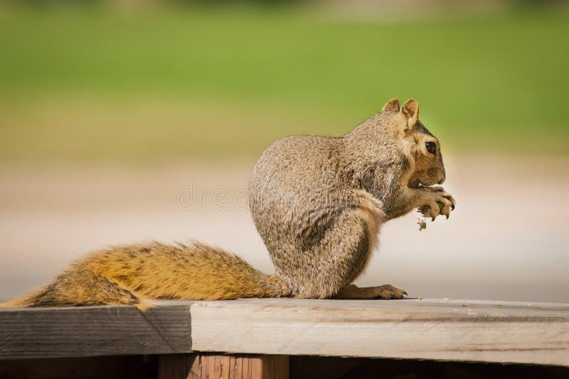 Squirrel Sciuridae