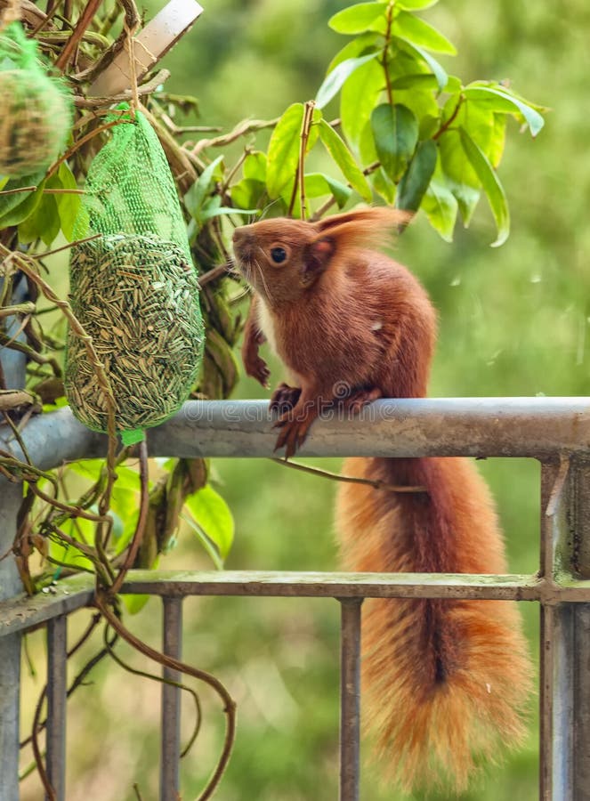 Squirrel senta-se em uma borda do balcão e come-se as porcas que são penduradas lá, com um fundo não ofuscante arborizado imagem de stock Squirrel senta-se em uma borda do balcão e come-se as porcas que são penduradas lá, com um fundo não ofuscante arborizado imagem de stock