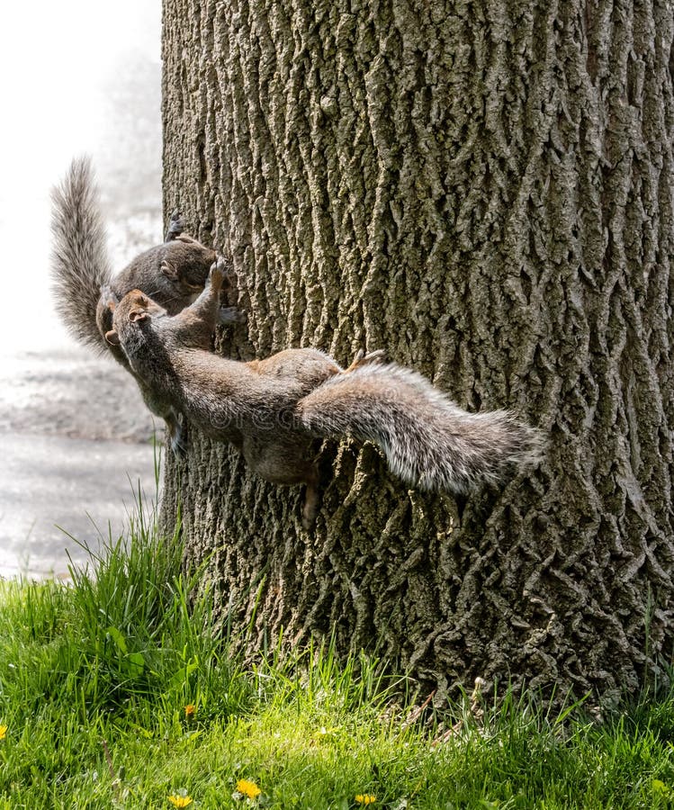 Squirrel Shenanigans Playful Wrestling On Tree Stock Image Image of