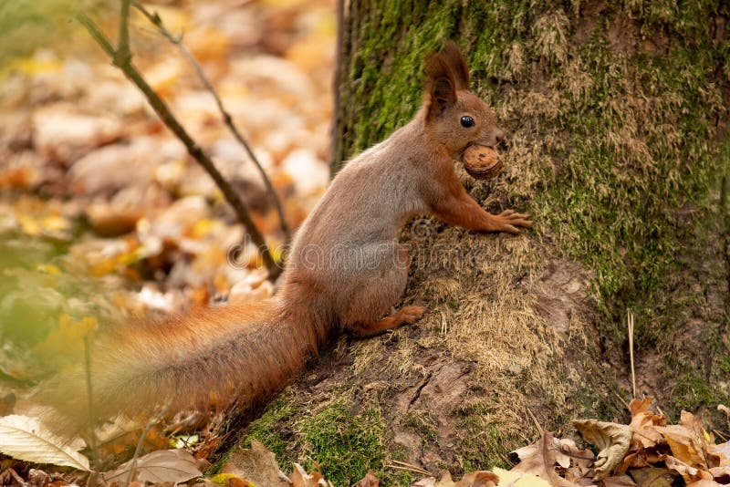 Squirrel sits on the asphalt in an autumn park and waits for nut royalty free stock images Squirrel sits on the asphalt in an autumn park and waits for nut royalty free stock images