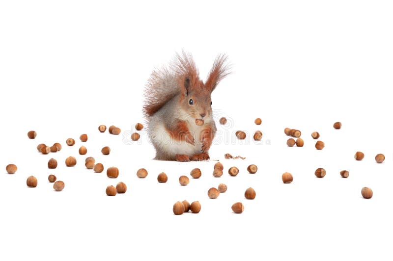 Squirrel sits on a background of scattered nuts royalty free stock photo