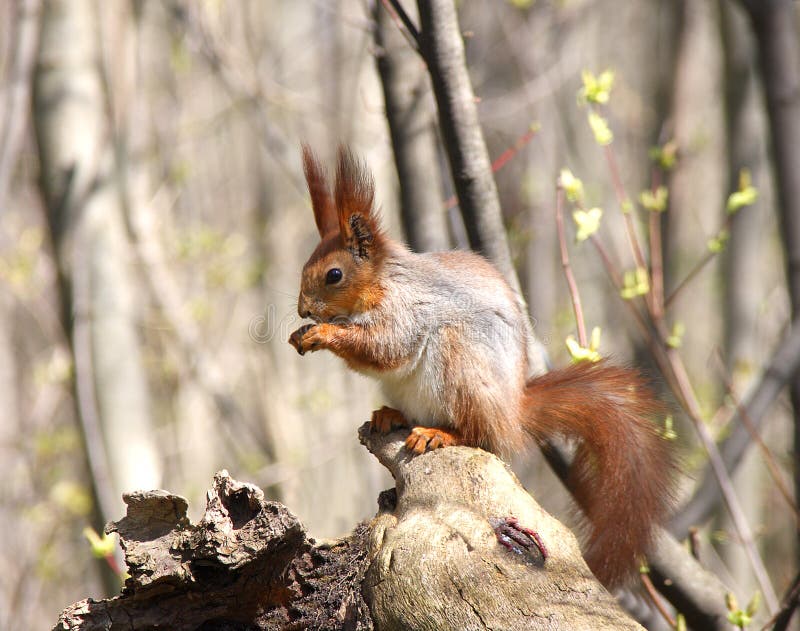 The squirrel sits on a dry snag royalty free stock photo