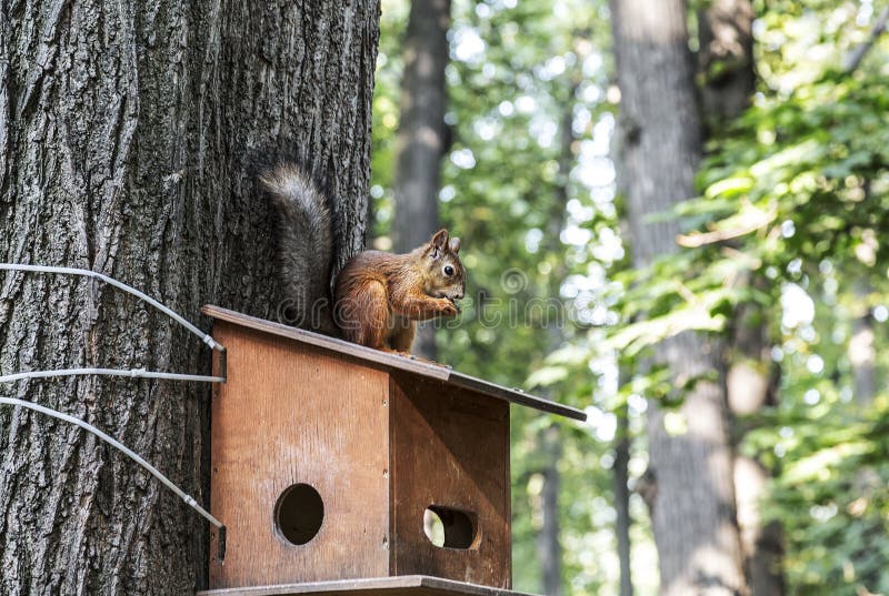 Squirrel sits on the feeder and eating nuts stock photography