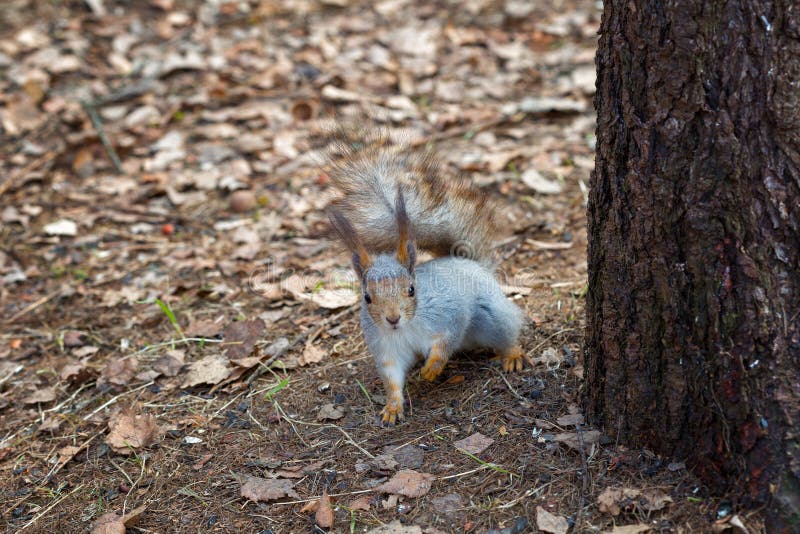 Squirrel sits near a tree stock images