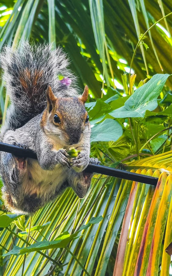 Squirrel Sits on Palm Tree Eats Nuts in Mexico Stock Photo Image of