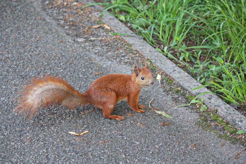 Squirrel sits on a park path stock photography