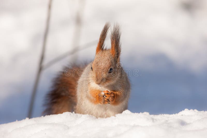 Squirrel sits on snow stock photography