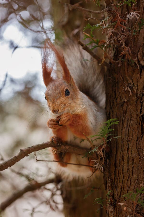 The squirrel sits on a tree and gnaws nuts. Curiosity, trust. Kislovodsk, Russia royalty free stock photography