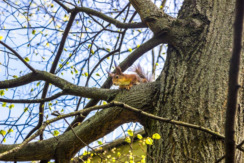 Squirrel sits on tree and looks down in the spring. royalty free stock images