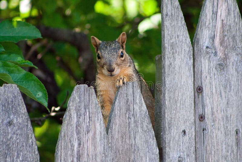 Squirrel Sitting On A Fence Stock Image Image 35907191