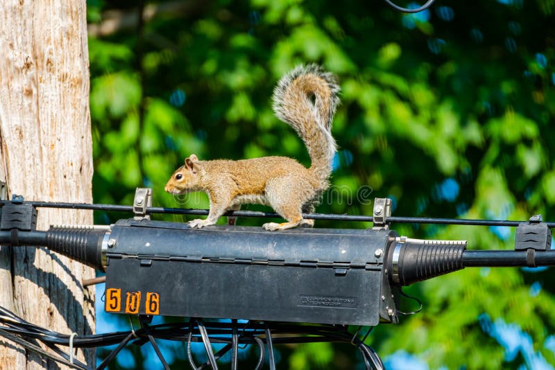 Squirrel Sitting on a Transformer on a Power Line