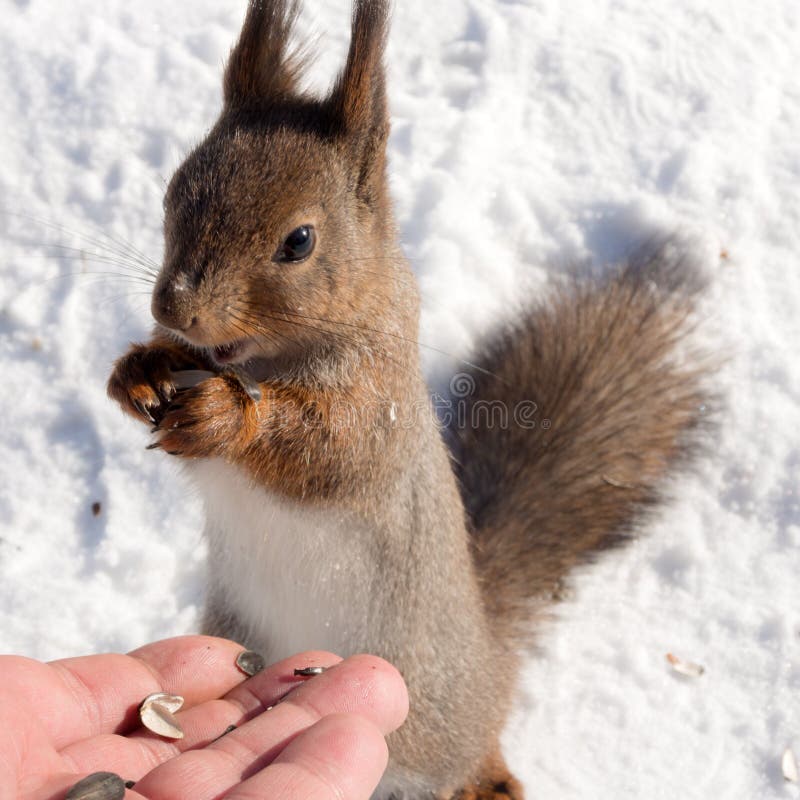 Squirrel on snow closeup royalty free stock photography