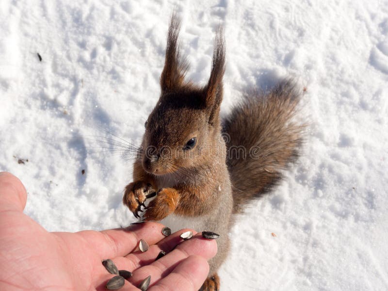 Squirrel on snow eats seeds royalty free stock photography