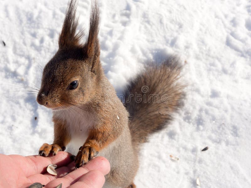 Squirrel on snow in winter closeup royalty free stock photos