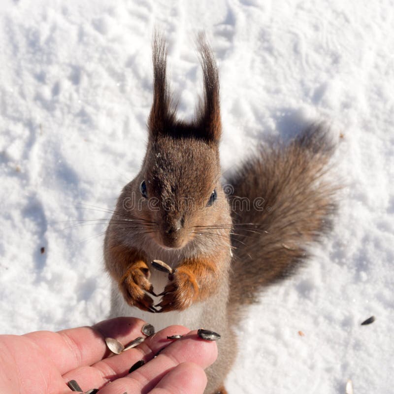 Squirrel on snow royalty free stock photo