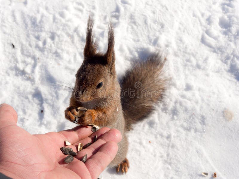 Squirrel on snow royalty free stock images