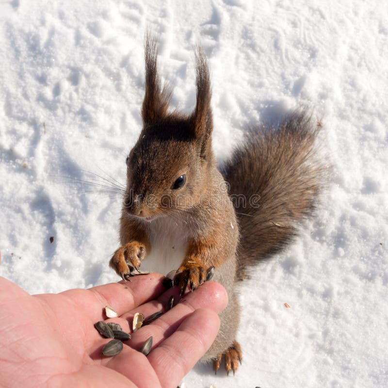 Squirrel on snow in winter royalty free stock image