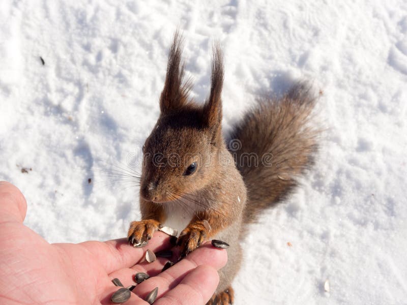 Squirrel in winter day stock image