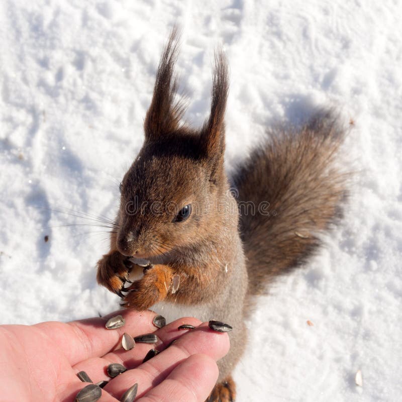 Squirrel in winter eats seeds royalty free stock images