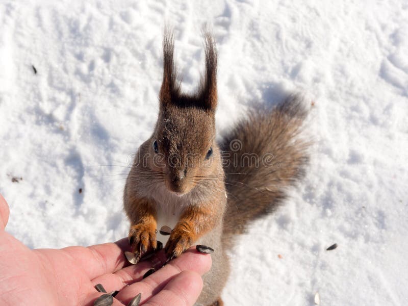 Squirrel on snow in winter stock photos