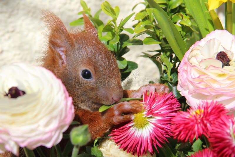 Squirrel among Some Flowers Stock Photo Image of brown, wood 71108384