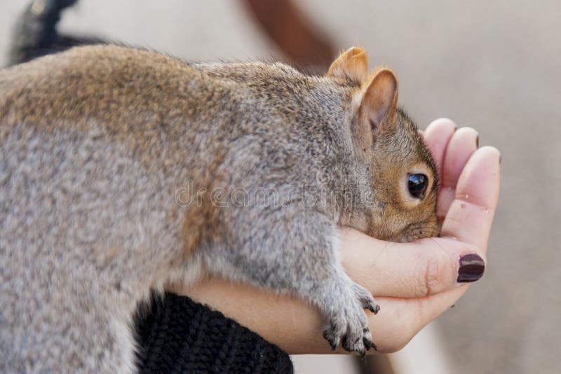 Squirrel in St James S Park, London Stock Image Image of mammal