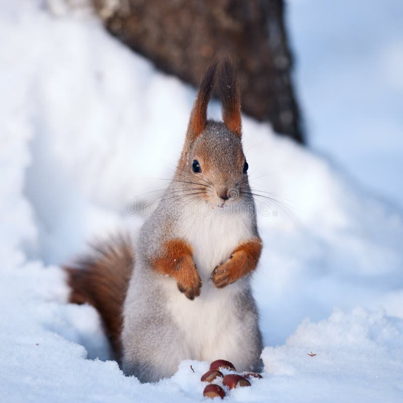 Squirrel standing on the snow