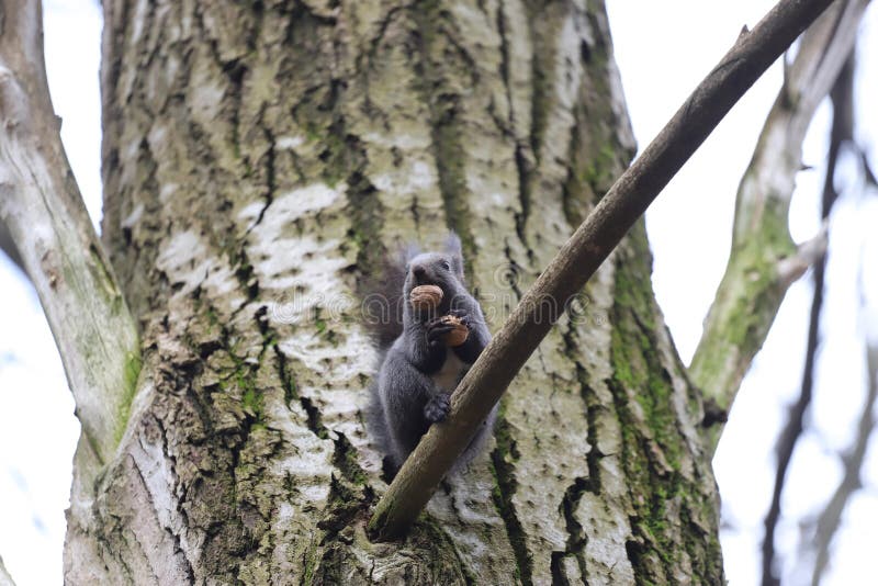Squirrel Stands on a Branch Cracks and Eats a Walnut Stock Photo