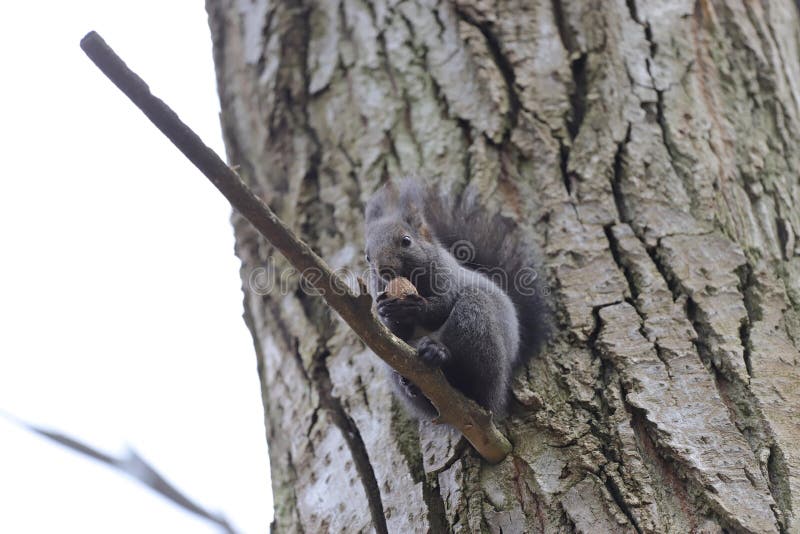 Squirrel Stands on a Branch Cracks and Eats a Walnut Stock Image
