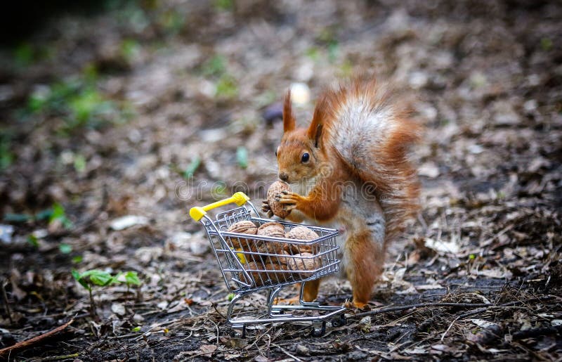 Ardilla bastidores más cercano miniatura compras trolebús lleno nueces en Bosque urbano naturaleza.