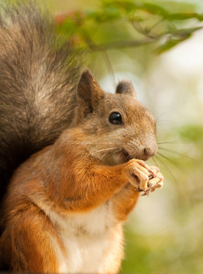 Squirrel with Sunflower Seeds Stock Photo Image of cute, green 64337076