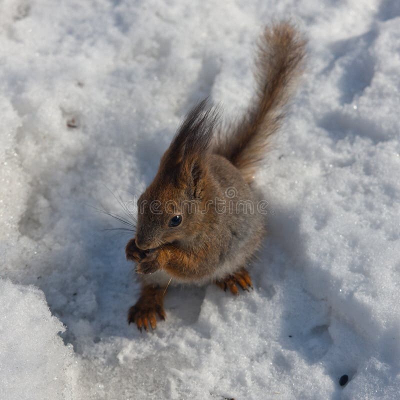 The squirrel the top view stock photography