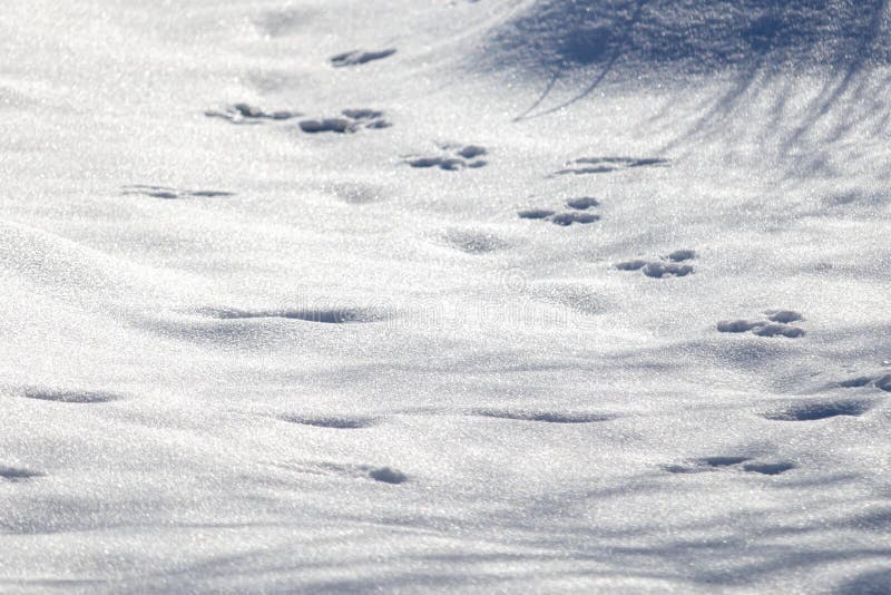 Squirrel Prints in Snow stock image. Image of squirrel - 1651535