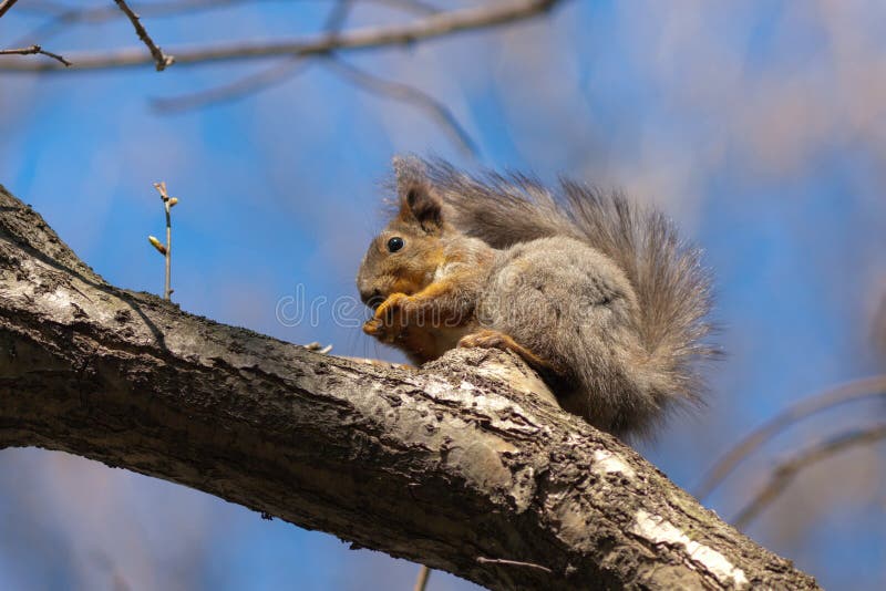 The squirrel on a tree stock image