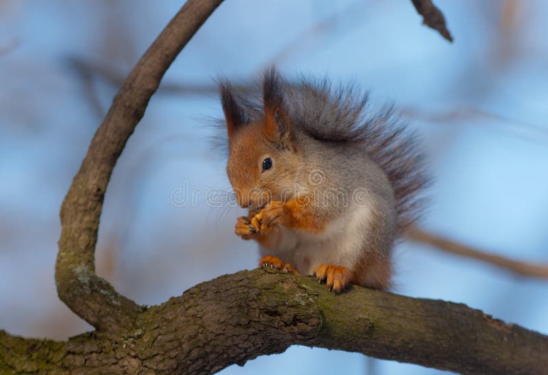 The squirrel on a tree stock images