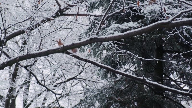 Squirrel on the tree branch covered with the first snow. American red squirrel or Tamiasciurus hudsonicus